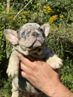 Diesel, a male French Bulldog for sale in New York City, NY – 4 of 5