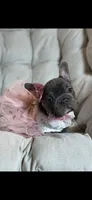 Angel Big Rope AKC fluffy carrier, a female French Bulldog for sale in New York City, NY – 8 of 10