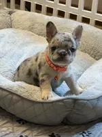 Princess, a female French Bulldog for sale in New York City, NY – 3 of 7