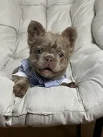 Teddy Bear Fluffy Isabella AKC, a male French Bulldog for sale in New York City, NY – 4 of 10