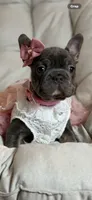 Angel Big Rope AKC fluffy carrier, a female French Bulldog for sale in New York City, NY – 9 of 10