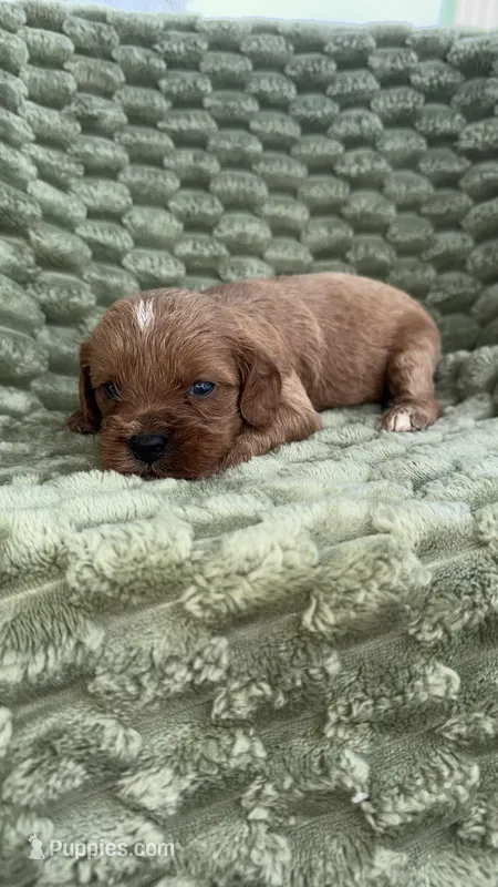 Lucas – Cavapoo puppy for sale in Wapanucka, OK