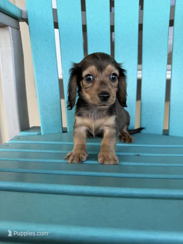Brody – Miniature Dachshund puppy for sale in Wapanucka, OK