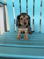 Brody, a male Miniature Dachshund for sale in Wapanucka, OK – 1 of 1