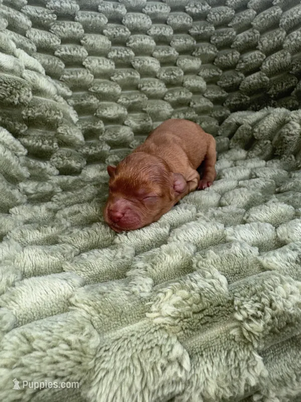 Sasha  – Cavapoo puppy for sale in Wapanucka, OK