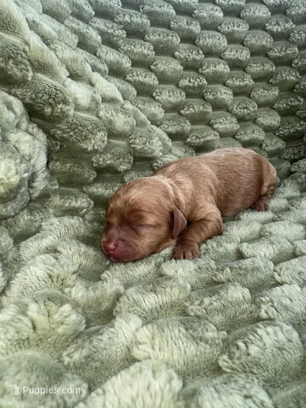 Sadie  – Cavapoo puppy for sale in Wapanucka, OK