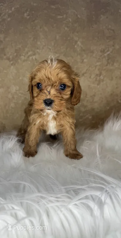 Laker – Cavapoo puppy for sale in Wapanucka, OK