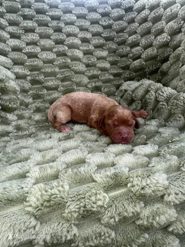 Scout – Cavapoo puppy for sale in Wapanucka, OK