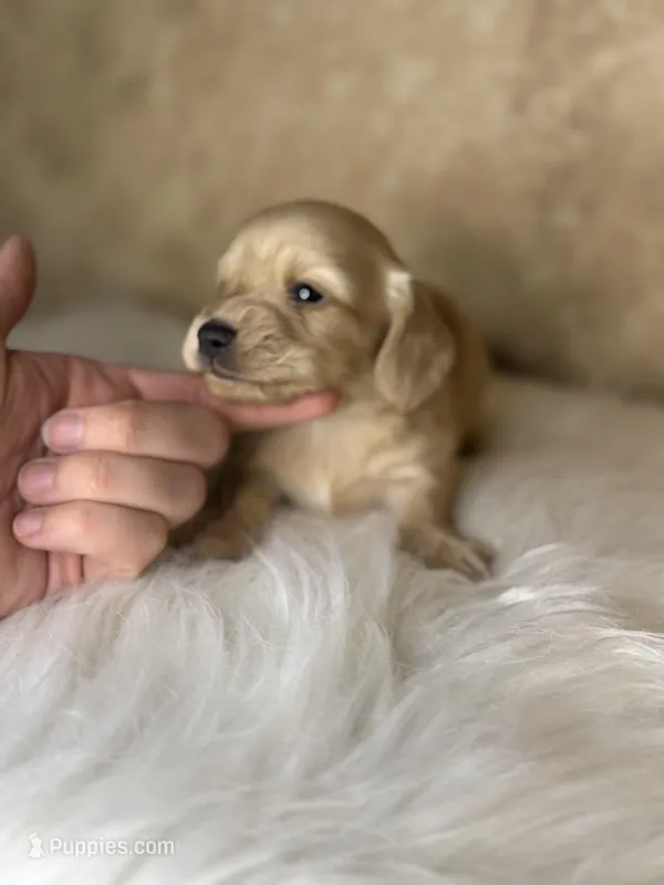 Bingo  – Miniature Dachshund puppy for sale in Wapanucka, OK