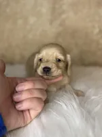 Bingo , a male Miniature Dachshund for sale in Wapanucka, OK – Photo 2 of 3