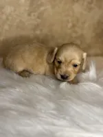 Bingo , a male Miniature Dachshund for sale in Wapanucka, OK – Photo 3 of 3