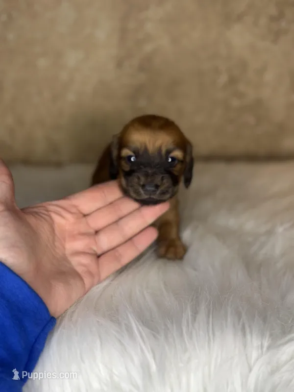 Bandit  – Miniature Dachshund puppy for sale in Wapanucka, OK