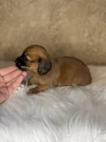 Bandit , a male Miniature Dachshund for sale in Wapanucka, OK – Photo 3 of 3