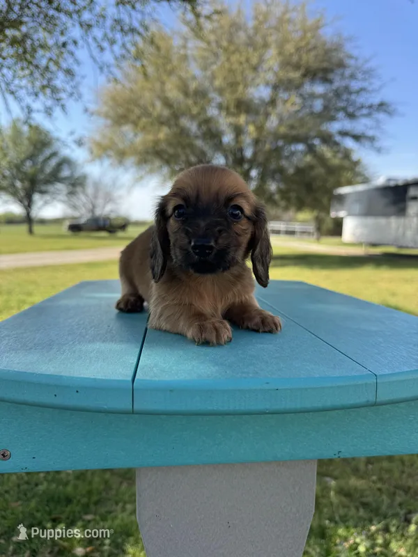 Bandit  – Miniature Dachshund puppy for sale in Wapanucka, OK