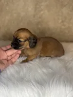 Bandit , a male Miniature Dachshund for sale in Wapanucka, OK – Photo 2 of 3