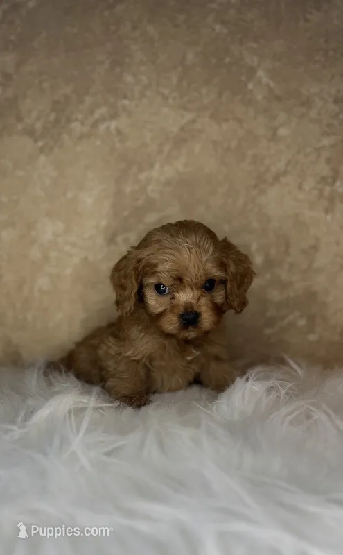 Leo – Cavapoo puppy for sale in Wapanucka, OK