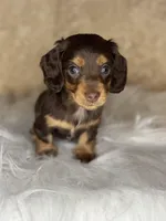 Jasper, a male Miniature Dachshund for sale in Wapanucka, OK – Photo 3 of 3