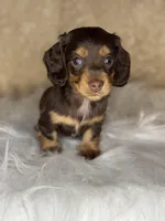 Jasper, a male Miniature Dachshund for sale in Wapanucka, OK – Photo 2 of 3