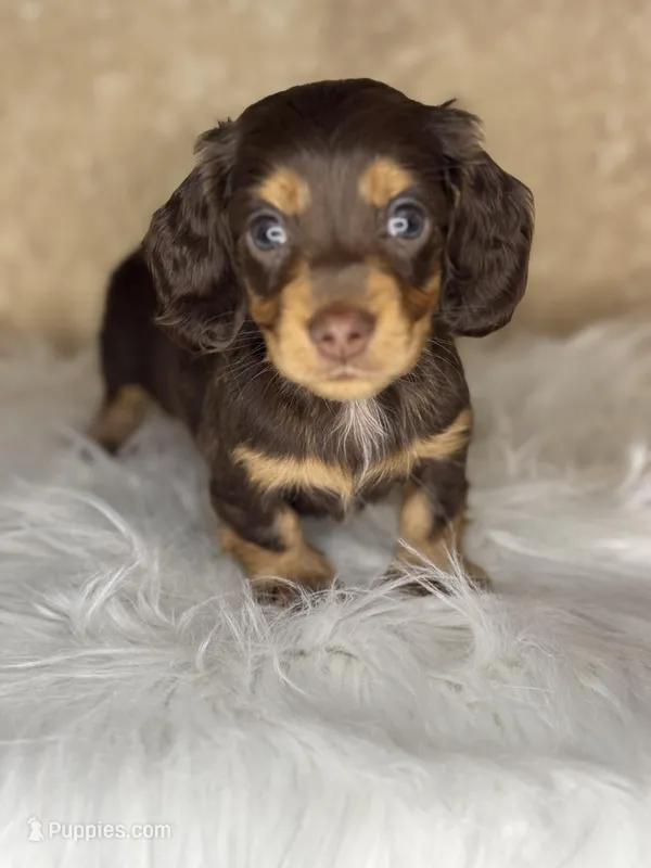 Jasper – Miniature Dachshund puppy for sale in Wapanucka, OK