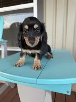 Olivia, a female Miniature Dachshund for sale in Wapanucka, OK – 1 of 1
