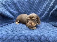  Coco, a female Miniature Dachshund for sale in Wapanucka, OK – 3 of 4