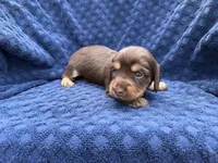  Coco, a female Miniature Dachshund for sale in Wapanucka, OK – 4 of 4