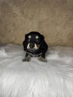 Jiffy , a male Miniature Dachshund for sale in Wapanucka, OK – Photo 3 of 3