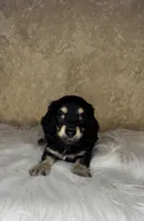 Jiffy , a male Miniature Dachshund for sale in Wapanucka, OK – Photo 1 of 3