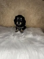 Jiffy , a male Miniature Dachshund for sale in Wapanucka, OK – Photo 2 of 3