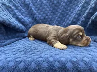  Coco, a female Miniature Dachshund for sale in Wapanucka, OK – 2 of 4