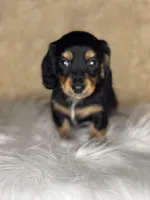 Juno , a male Miniature Dachshund for sale in Wapanucka, OK – Photo 1 of 4