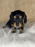 Juno , a male Miniature Dachshund for sale in Wapanucka, OK – Photo 3 of 4