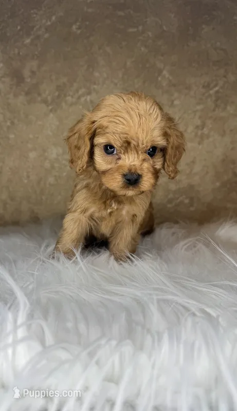 Lucas – Cavapoo puppy for sale in Wapanucka, OK