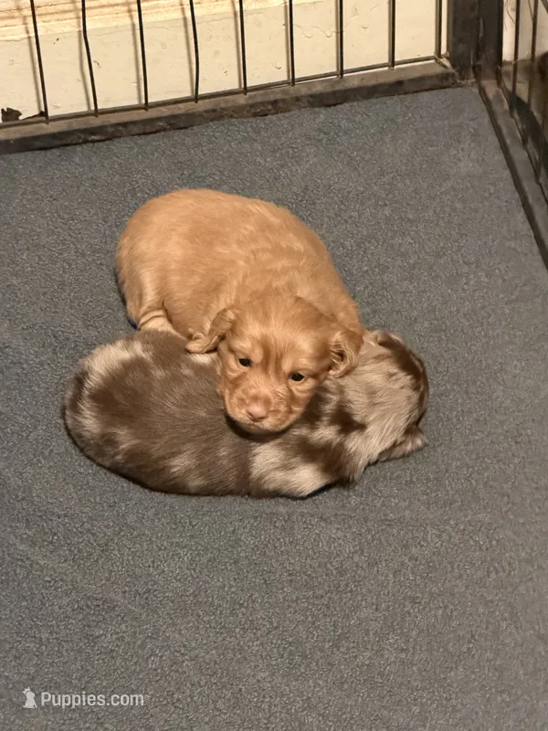 Buster – Miniature Dachshund puppy for sale in Wapanucka, OK