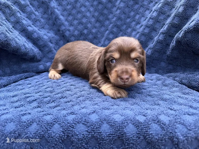  Coco – Miniature Dachshund puppy for sale in Wapanucka, OK
