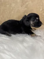 Belle , a female Miniature Dachshund for sale in Wapanucka, OK – Photo 4 of 4