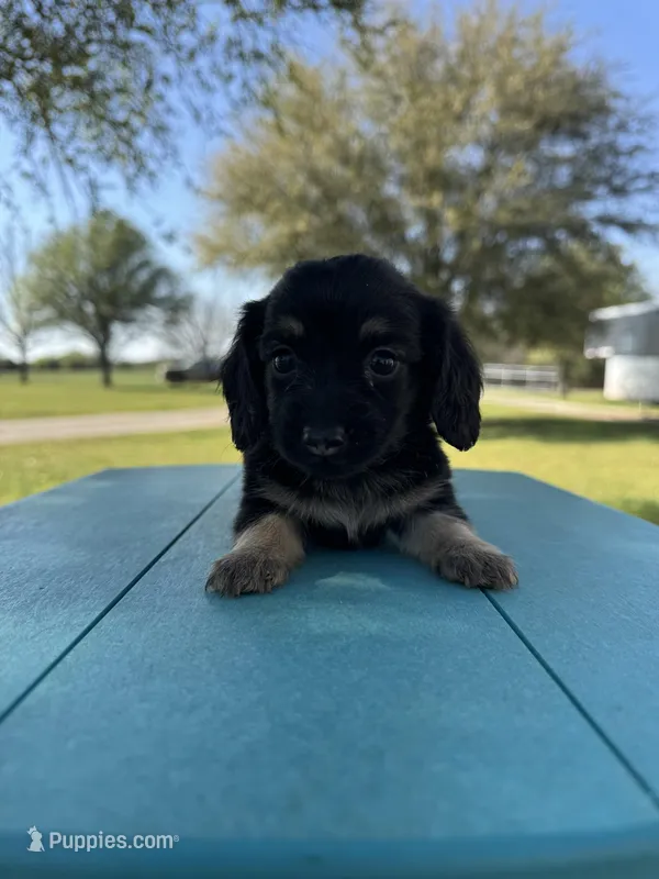Belle  – Miniature Dachshund puppy for sale in Wapanucka, OK