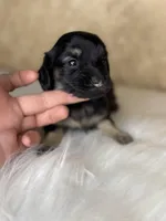 Belle , a female Miniature Dachshund for sale in Wapanucka, OK – Photo 2 of 4