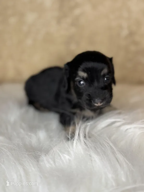 Belle  – Miniature Dachshund puppy for sale in Wapanucka, OK
