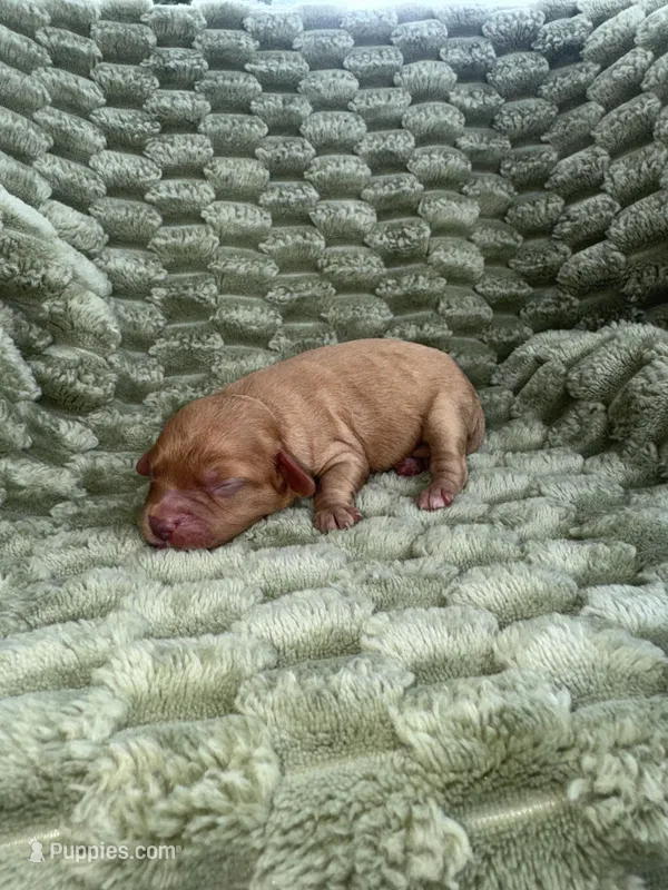 Sparky  – Cavapoo puppy for sale in Wapanucka, OK