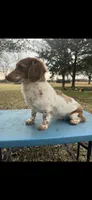 WInston, a male Miniature Dachshund for sale in Wapanucka, OK – Photo 2 of 2