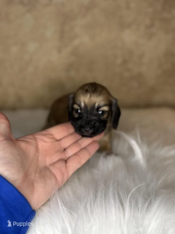 Badger  – Miniature Dachshund puppy on hold in Wapanucka, OK