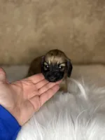 Badger , a male Miniature Dachshund for sale in Wapanucka, OK – Photo 1 of 3