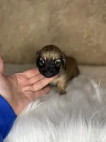 Badger , a male Miniature Dachshund for sale in Wapanucka, OK – Photo 2 of 3