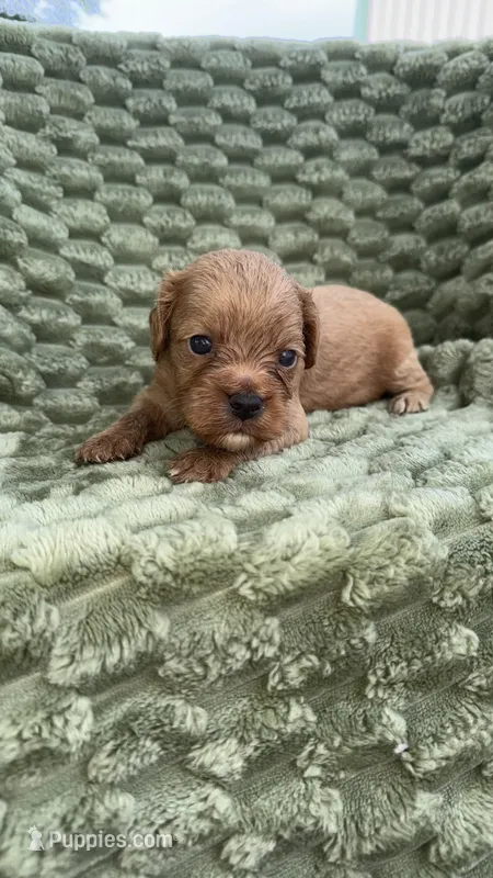 Leo – Cavapoo puppy for sale in Wapanucka, OK
