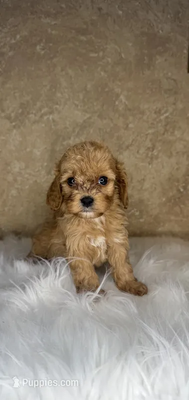 Lennox – Cavapoo puppy for sale in Wapanucka, OK