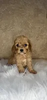 Lennox, a male Cavapoo for sale in Wapanucka, OK – 1 of 1