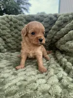 Gage, a male Cavapoo for sale in Wapanucka, OK – Photo 1 of 3