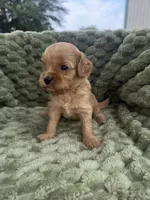 Gage, a male Cavapoo for sale in Wapanucka, OK – Photo 2 of 3