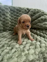 Gage, a male Cavapoo for sale in Wapanucka, OK – Photo 3 of 3